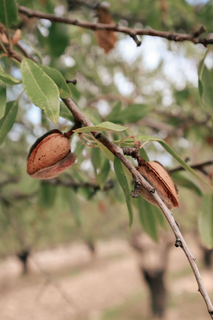 Amandes destinées à la production de soins Siprès