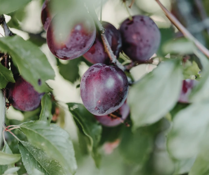 Gros plan de prunes violettes sur un prunier, feuilles vertes en arrière-plan.