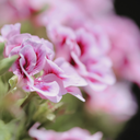 Eau de Géranium Rosat français