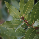 Eau de Laurier Noble français