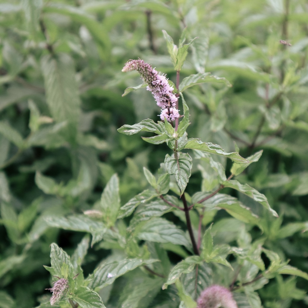 Eau de Verveine Citronnée française