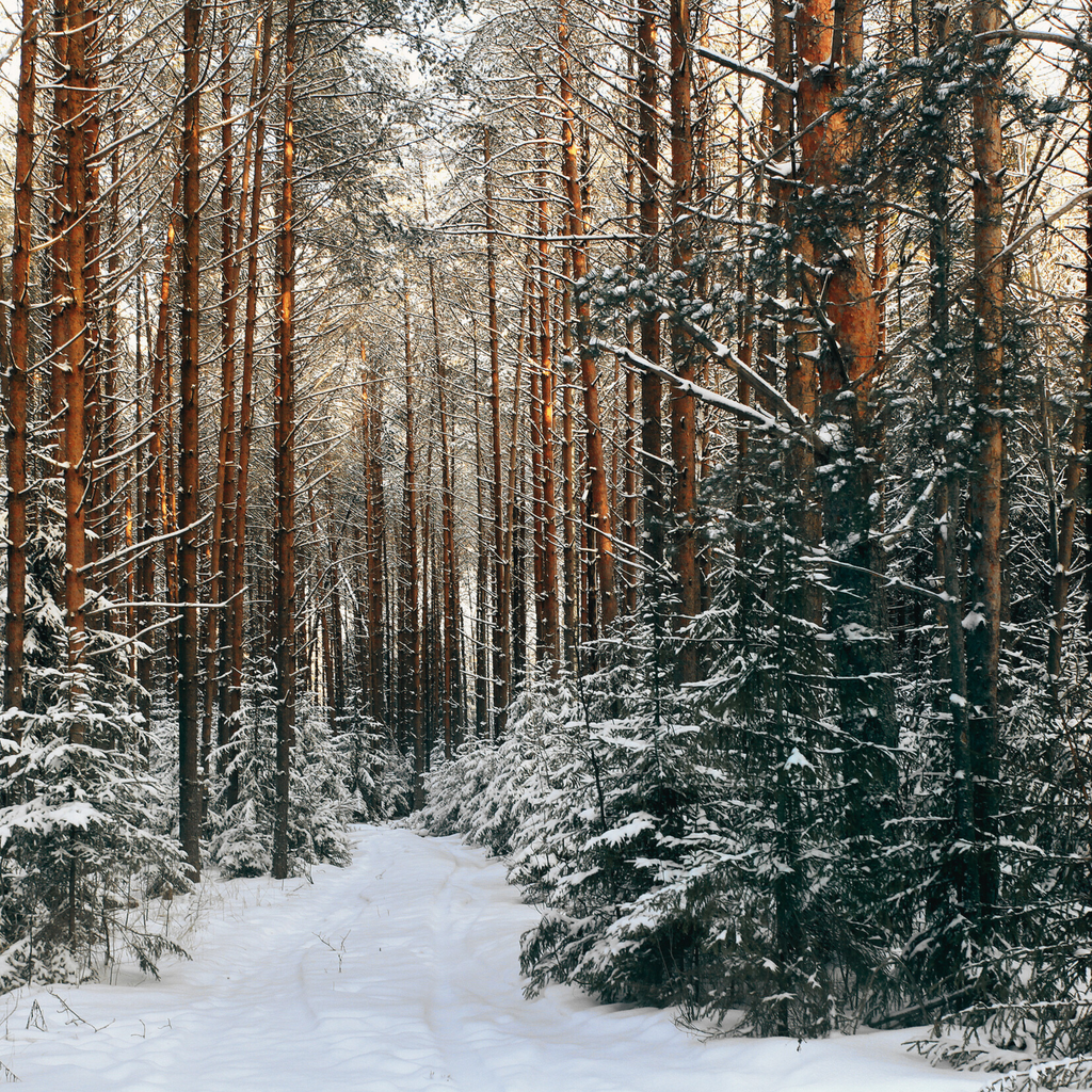 Coffret Balade en Forêt