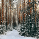 Coffret Balade en Forêt